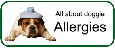 All about dog allergies